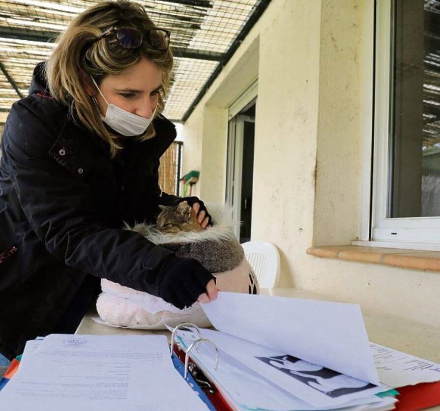 Suspectés d'avoir tué des chats sur la Côte d'Azur, ils vont se retrouver devant le juge