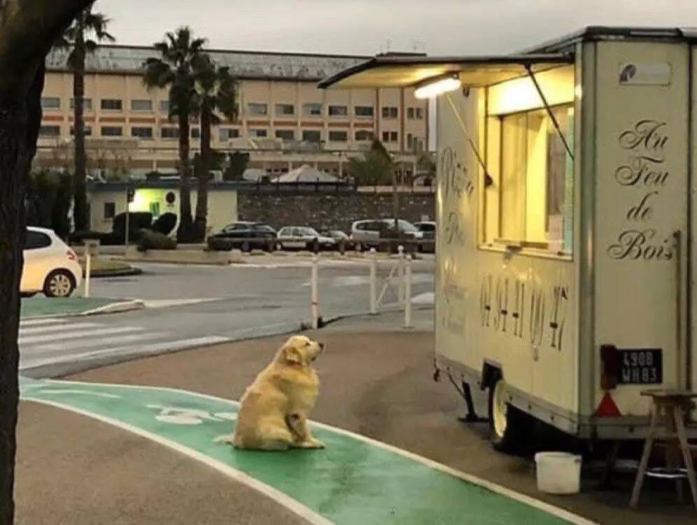 Cette photo d'un chien devant un camion pizza dans le Var a fait le tour du monde, on vous raconte l'histoire derrière