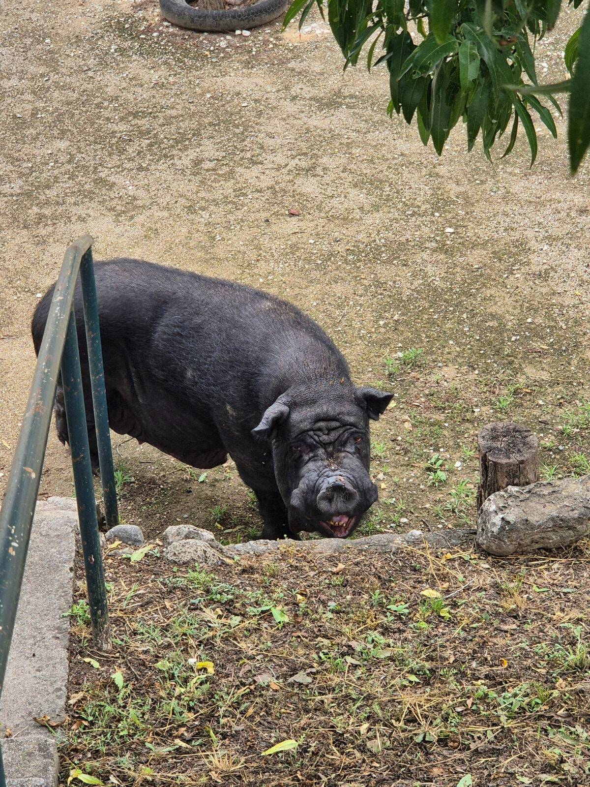 "Il est arrivé très stressé": d'où vient donc cet énorme cochon noir qui errait récemment dans Grasse?