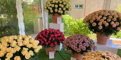ExpoRose s'achève ce dimanche soir à Grasse: on vous dit ce deviennent les milliers de fleurs...