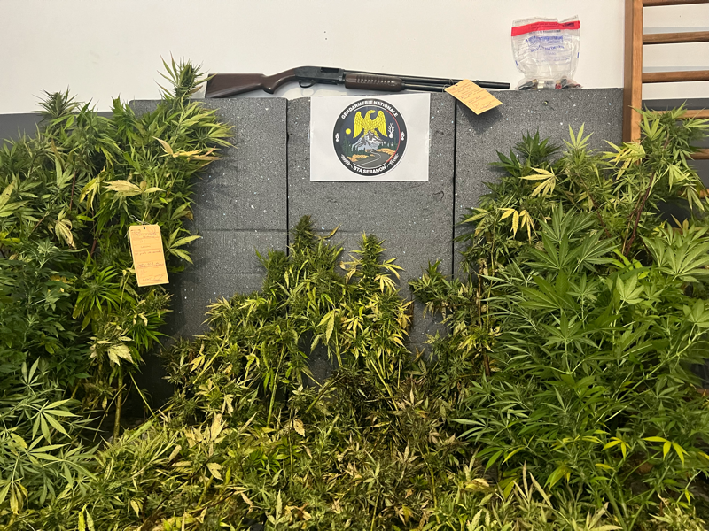 Un septuagénaire qui cultivait du cannabis chez lui près de Grasse trahi par l'odeur de ses plants