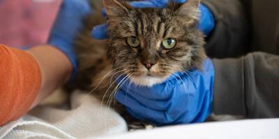 Une chatte miraculée après une chute de 115 mètres du haut d'un canyon aux États-Unis