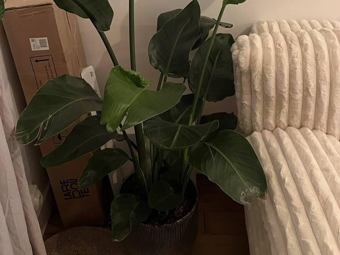 "C'est plus cher que frauder": une jeune femme reçoit une amende (très) salée pour avoir transporté une plante dans le métro