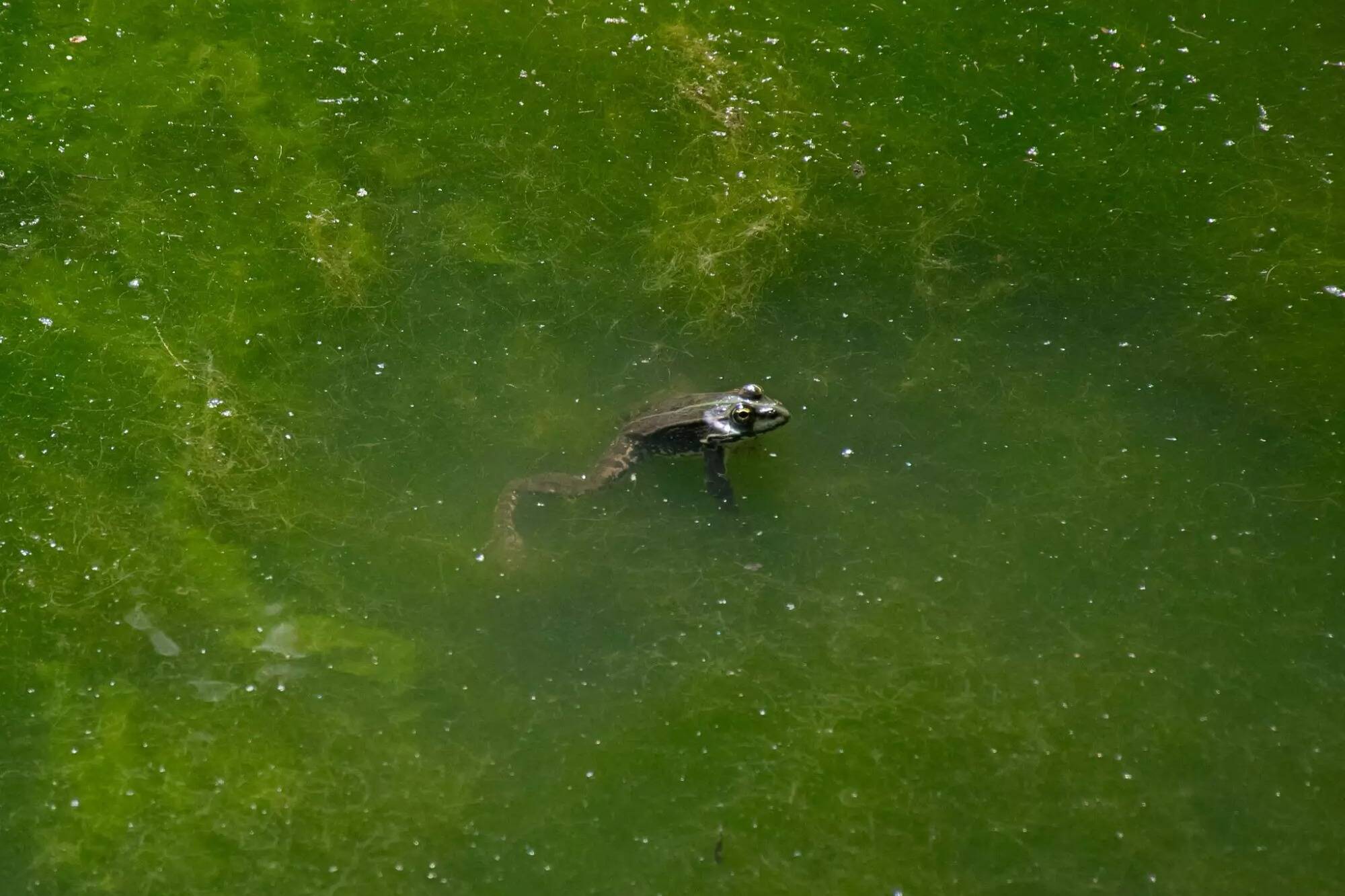 Cette grenouille originaire d'Asie a une drôle de façon d'échapper à ses prédateurs