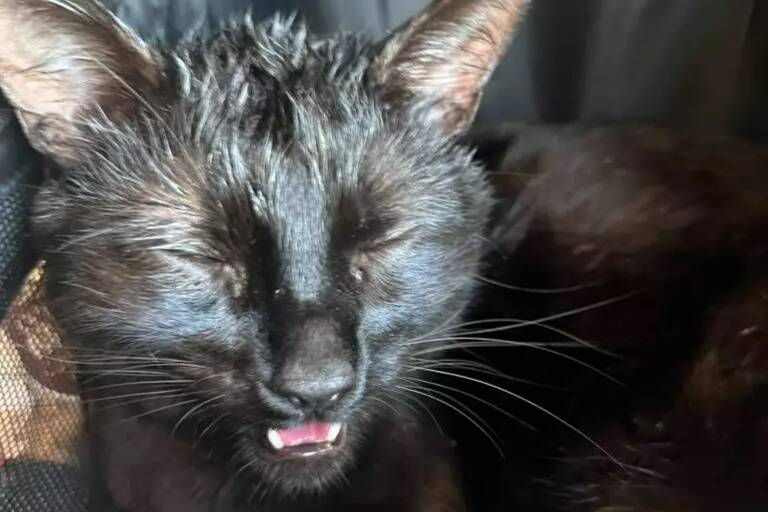 "Il n'arrivait plus à respirer": son chat est victime de la chaleur dans un train reliant Paris à Nice, elle dénonce les défaillances de la SNCF