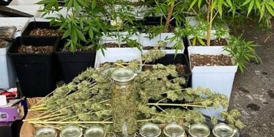 Grosse saisie de cannabis chez un particulier au Lavandou
