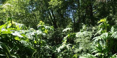 Connaissez-vous la Berce du Caucase? La préfecture des Alpes-Maritimes veut éradiquer cette plante très toxique jusque dans vos jardins
