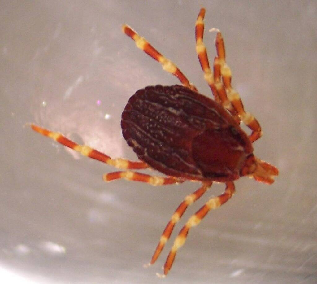 Des tiques géantes présentes dans le Var et les Alpes-Maritimes, voici pourquoi il faut être vigilant