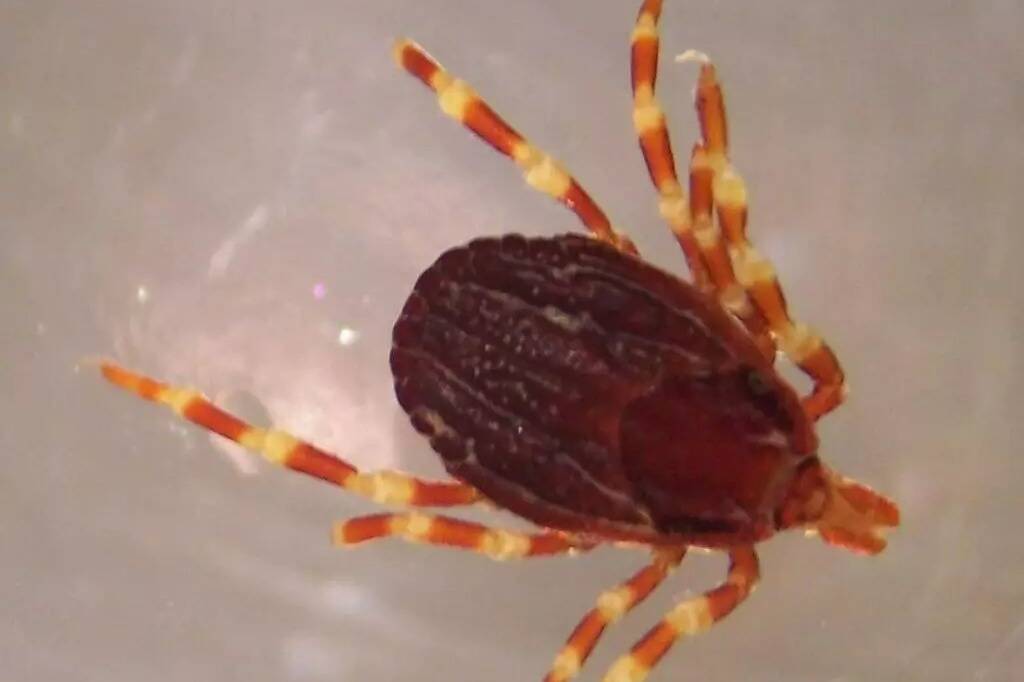 Un virus inquiétant transmis par des tiques pourrait déjà circuler dans le Var et les Alpes-Maritimes