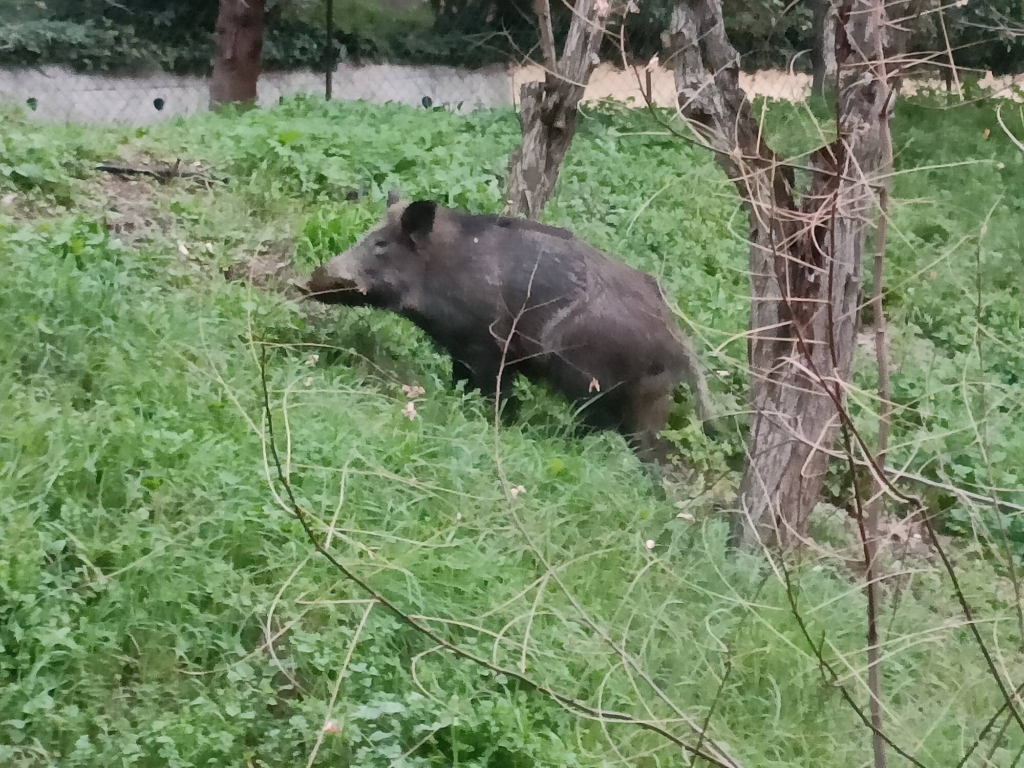 Un imposant sanglier aperçu à Nice dans le quartier de Las Planas