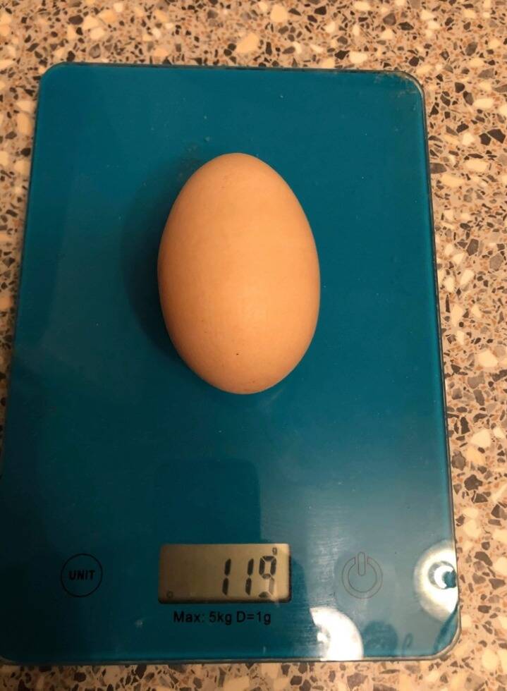 "J'ai pensé à une blague de mon voisin": une famille varoise découvre un Suf record de 119 grammes dans son poulailler