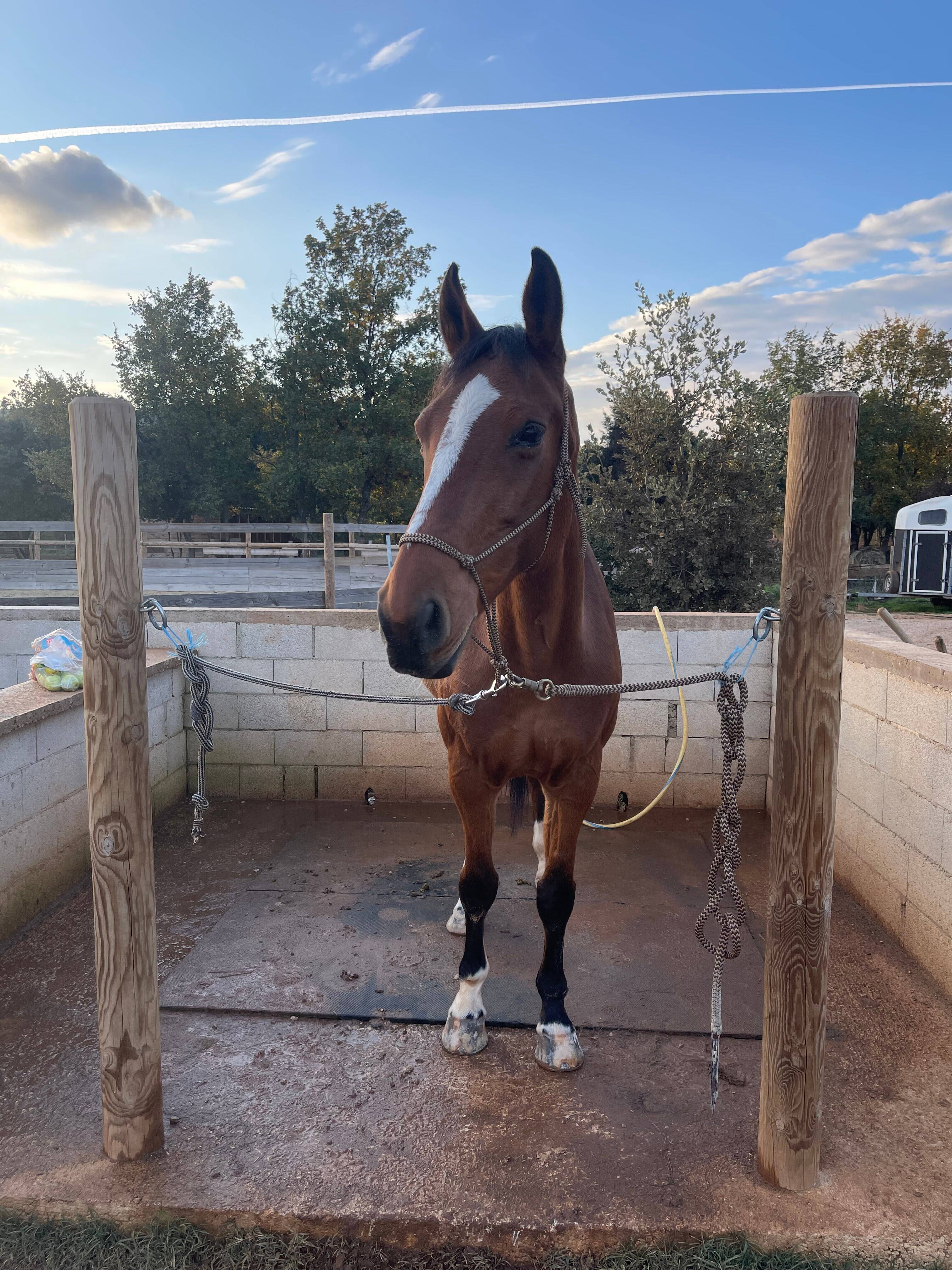 Avez-vous vu Clever Z, la jument qui a disparu dimanche dans le Var?