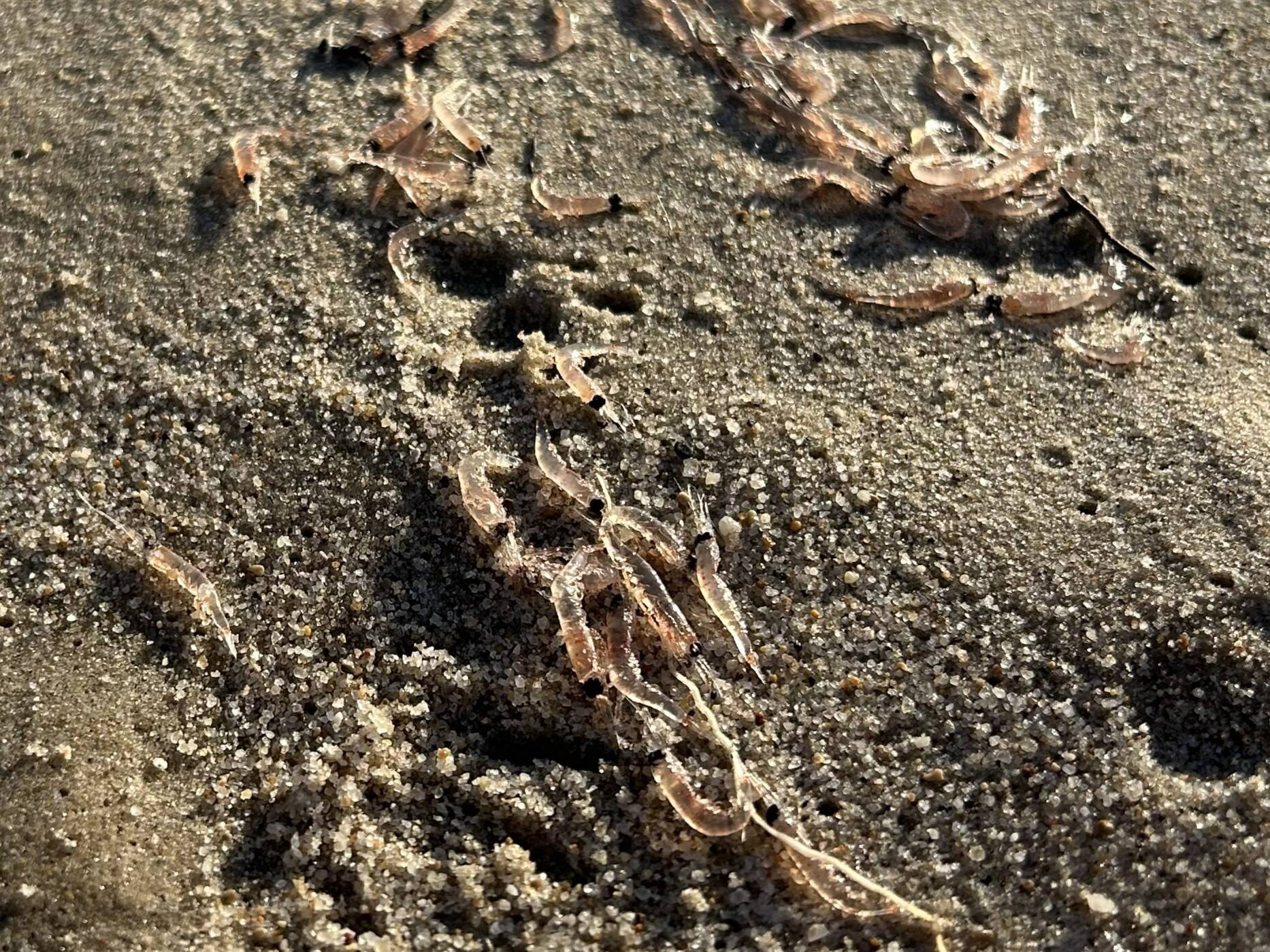"C'est la première fois que je vois ça": pourquoi des milliers de larves de crevettes encore vivantes se sont échouées sur une plage à Antibes