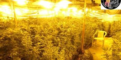 900 plants, des kilos d'herbe séchée... Une plantation industrielle et souterraine de cannabis découverte près de Fréjus