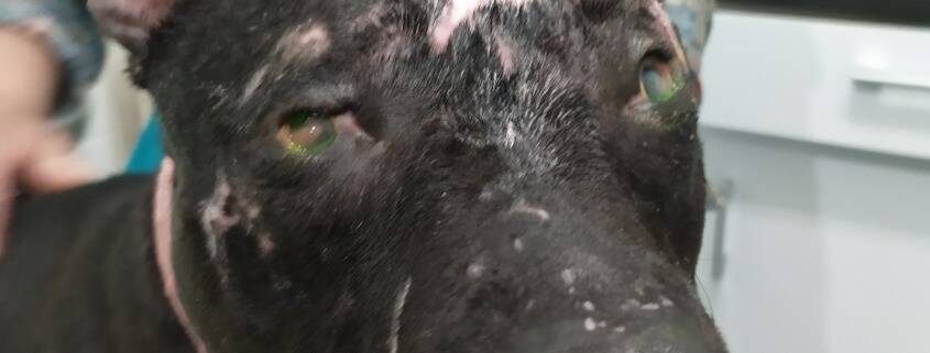 La chienne a été aspergée d'acide, ses propriétaires activement recherchés dans l'Eure