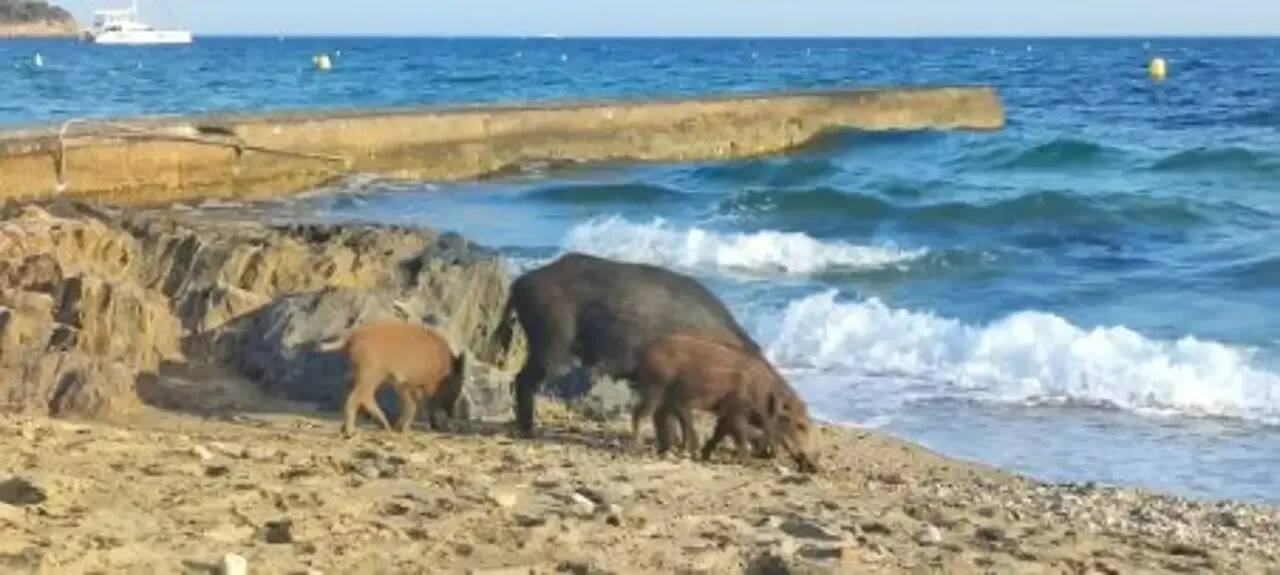 Une laie et son marcassin s'offrent un déjeuner sur une plage privée de Pampelonne