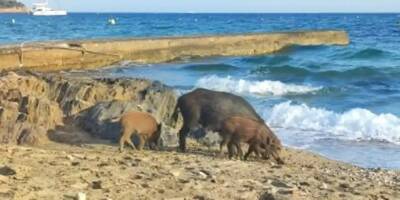 Une laie et son marcassin s'offrent un déjeuner sur une plage privée de Pampelonne
