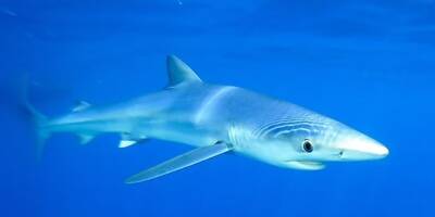 Requins, dauphins, raies... Cet été, les poissons viennent-ils davantage mourir en Méditerranée?