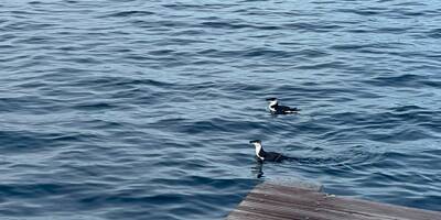 En Corse aussi, on s'étonne de la présence inhabituelle des pingouins Torda si près des côtes