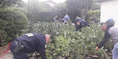 Saisie record dans le Var: plus de 1.200 plants de cannabis découverts dans une villa!