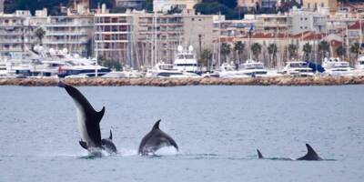 Est-il vrai que les dauphins près des côtes annoncent un séisme?