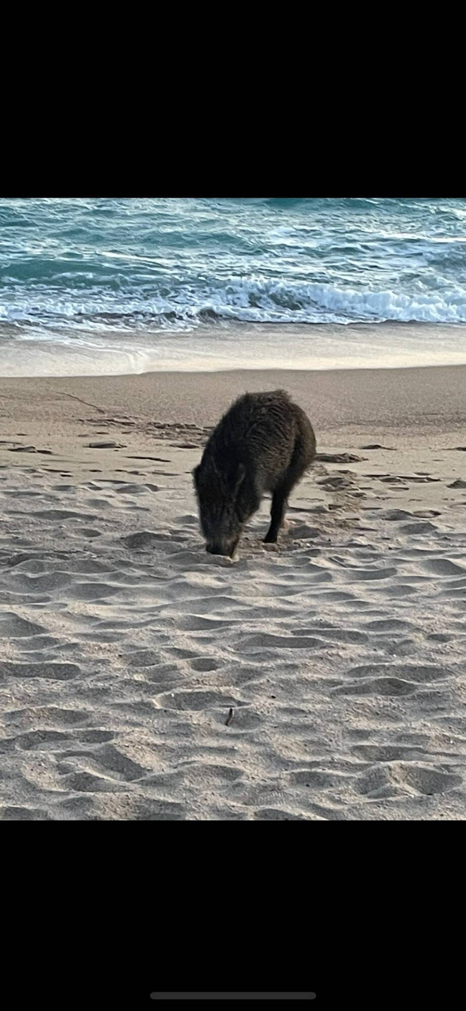 Un sanglier pris en photo sur une plage de Cannes en pleine journée