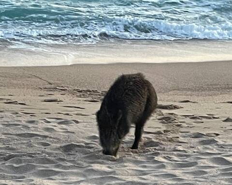 IMG_4265-8riPVOcu.jpeg?ci_seal=e701b8b4f