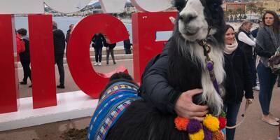 Pourquoi un lama se promène sur la promenade des Anglais à Nice