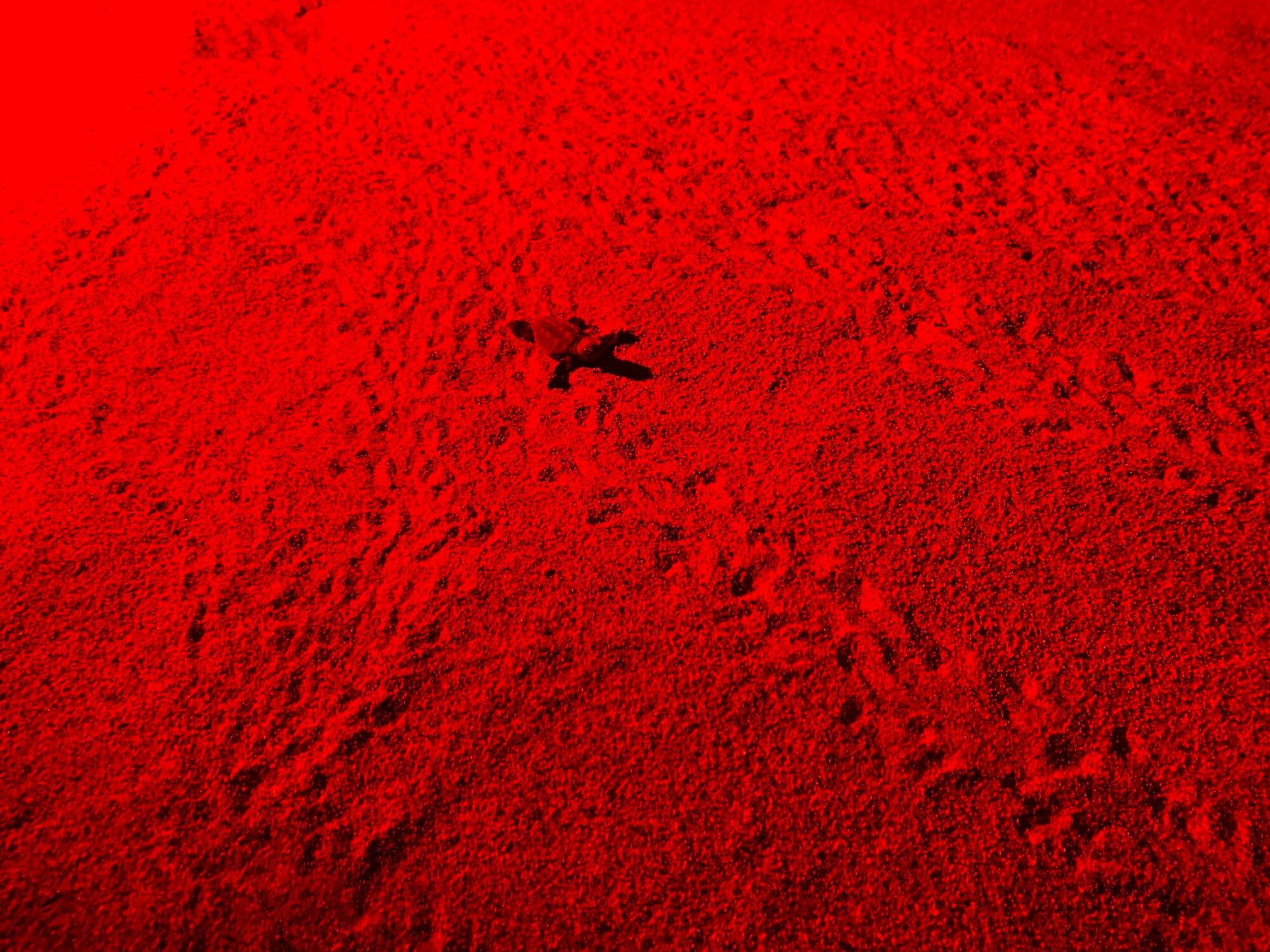 20 nouveaux bébés tortues ce samedi soir, le bal des naissances se poursuit sur la plage de Villeneuve-Loubet