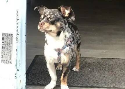 Elle se fait voler son chien Ziggy par un SDF à Paris... Elle le retrouve à Cannes après un formidable élan de solidarité