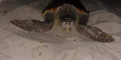 Comment une tortue marine est venue pondre ses oeufs sur une plage à Hyères