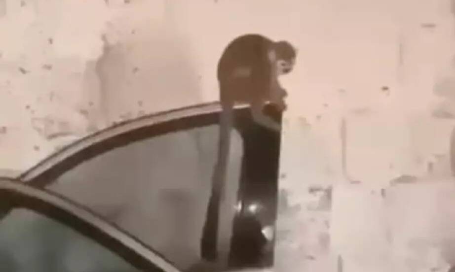 Des singes volés dans un zoo du Var retrouvés à Marseille, ils étaient proposés à la vente par un réseau vendant également des armes de guerre