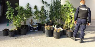 Les policiers mettent la main sur 52 plants de cannabis à Draguignan