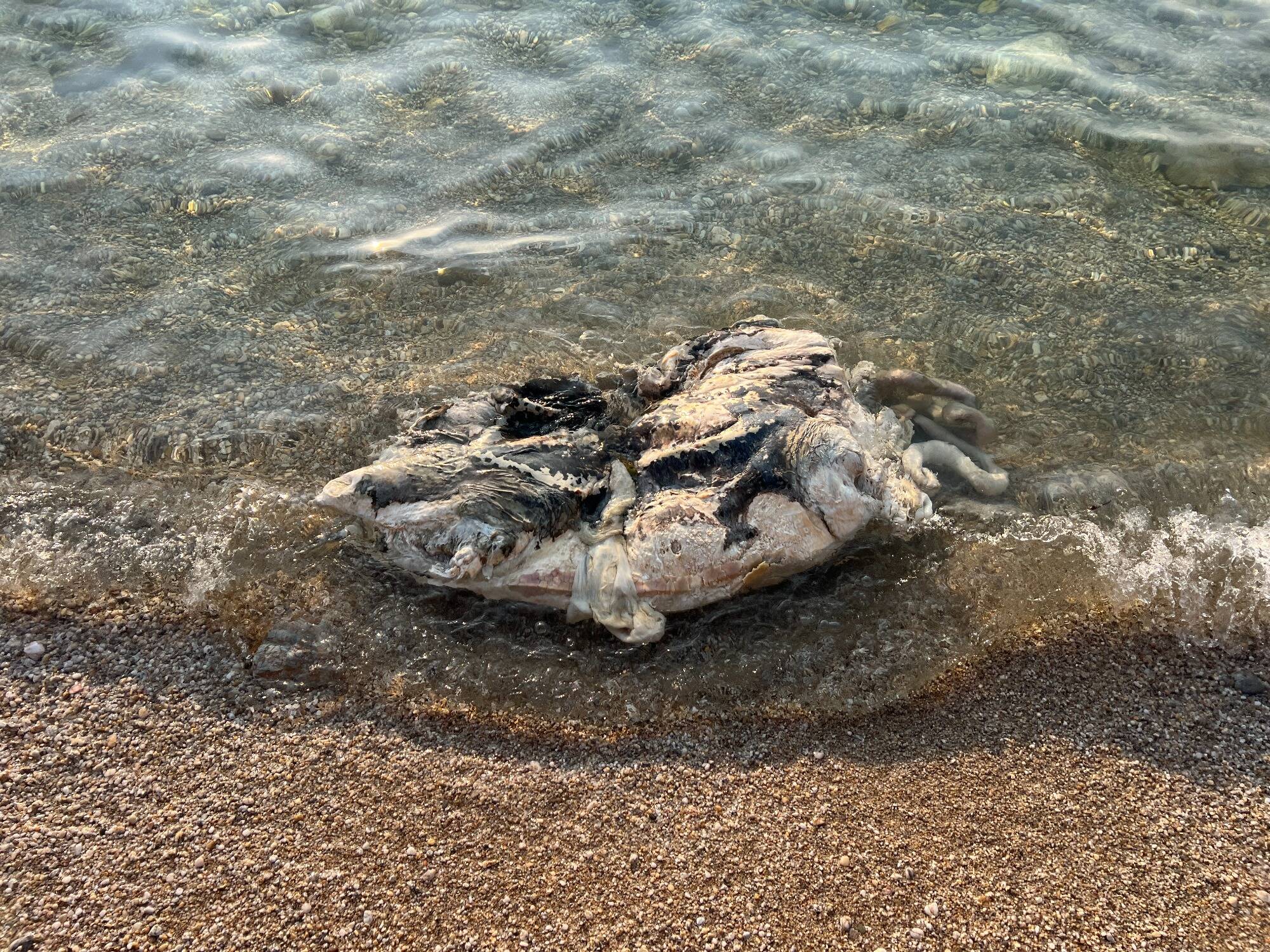La dépouille d'une tortue échouée complique la vie des baigneurs depuis une semaine à Six-Fours