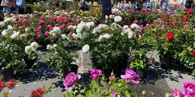 La plus plus vendue, la plus mythique, la plus parfumée... Des centaines de variétés de rose à découvrir à Exporose à Grasse