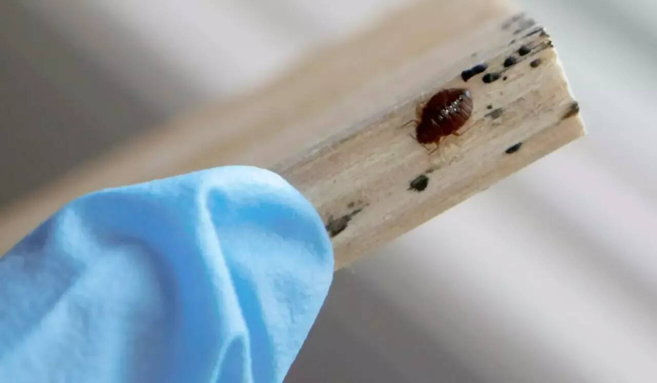 Plus de 80 piqûres sur un seul enfant: la semaine en classe de mer vire au cauchemar à cause des punaises de lit