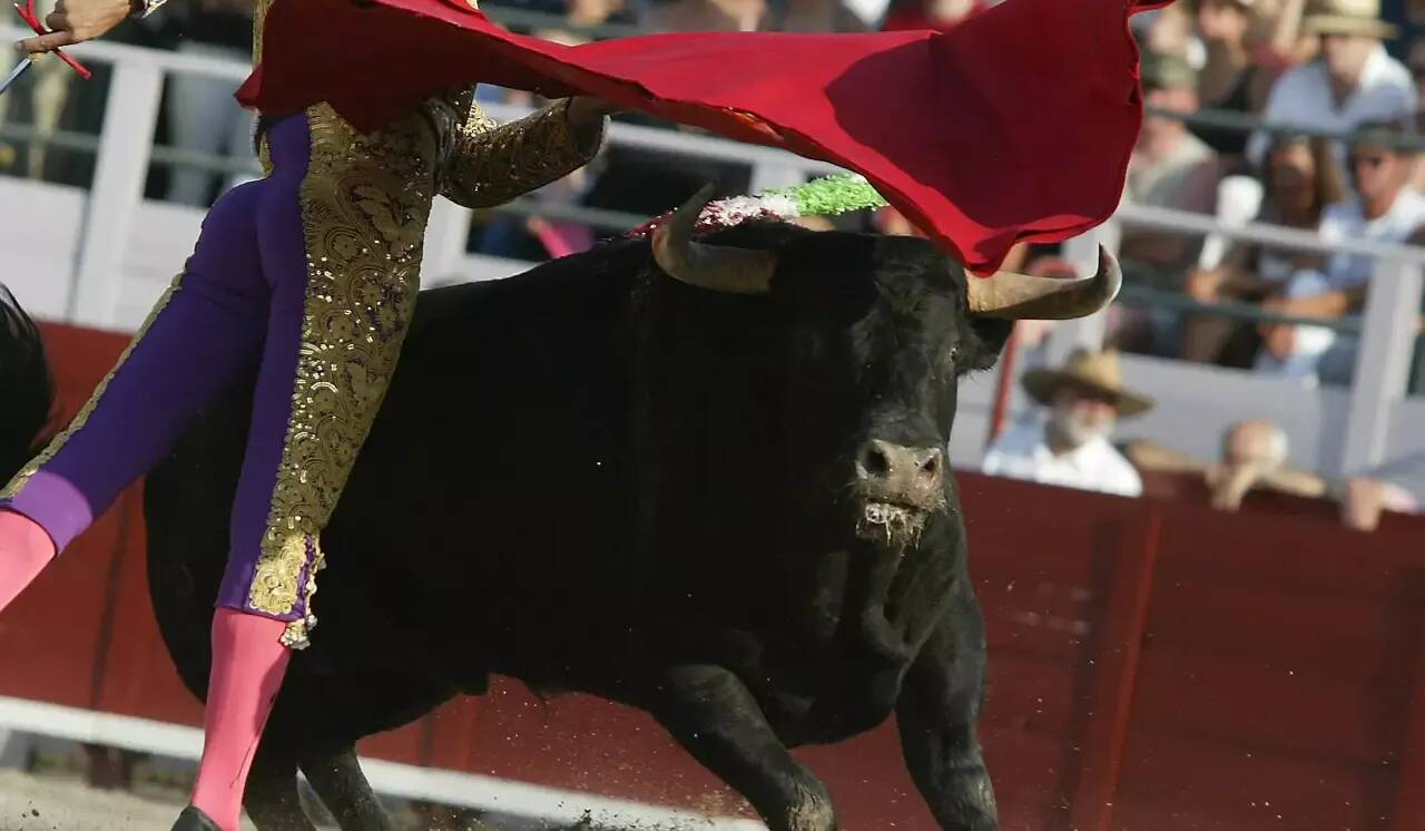 "Je n'ai jamais mis à mort une clémentine ou un kumqat": la punchline d'Yves Juhel à une élue du RN à propos de la corrida à Menton