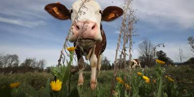 Une randonneuse tuée par une attaque de vaches en Autriche, ses deux filles blessées