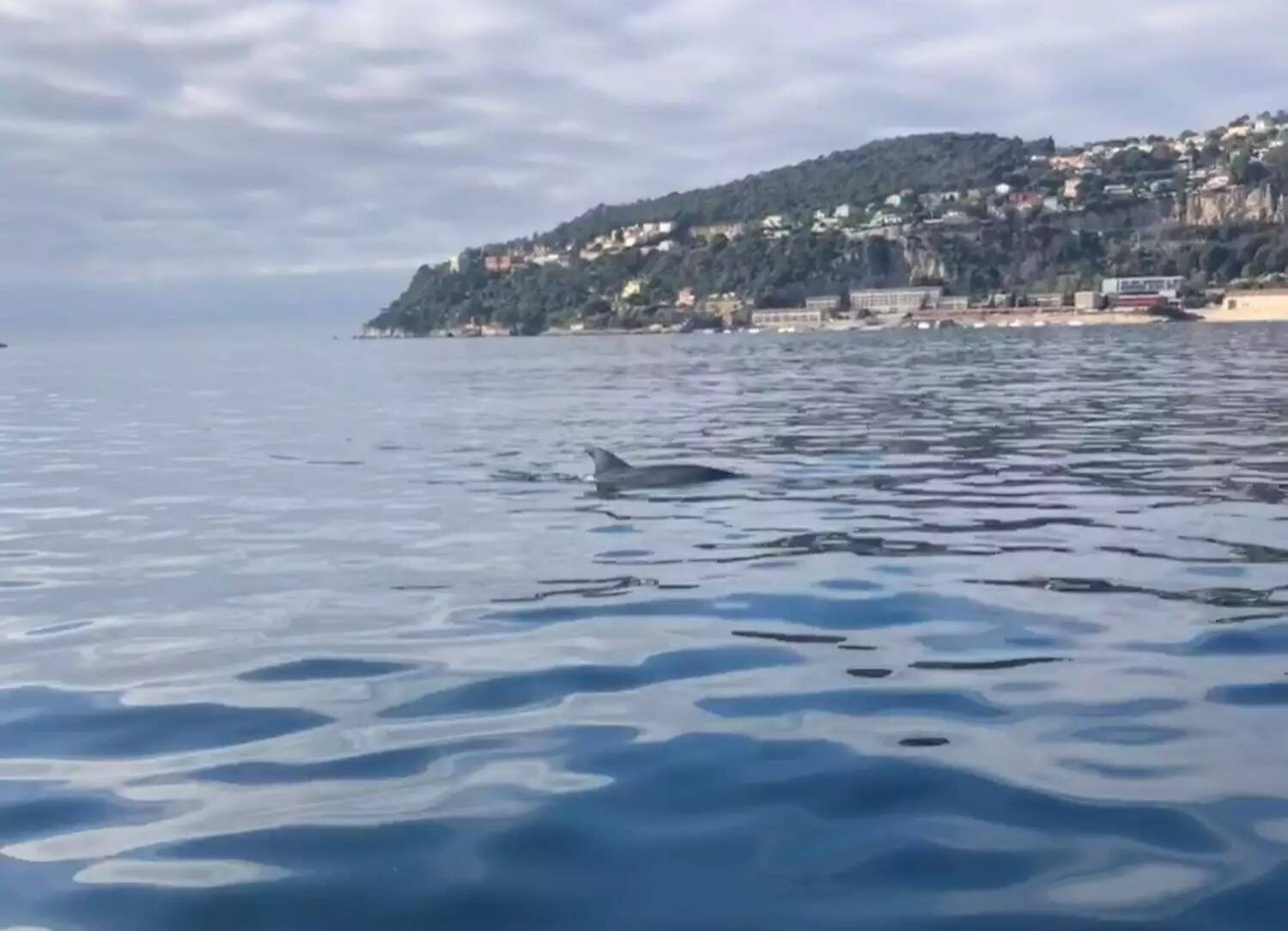 "C'était super": ce dimanche, trois dauphins ont fait le show dans la rade de Villefranche-sur-Mer