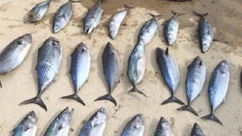 Il diffusait sur Instagram et TikTok ses prises illégales de pêche: un braconnier de la région condamné à un an ferme