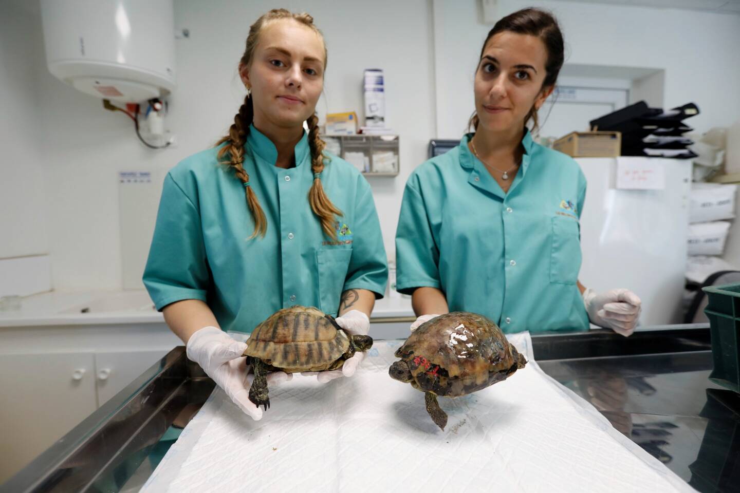 Alik Piglione, assistante vétérinaire et Sophie Ruiz, stagiaire assistante vétérinaire, soignent les tortues d’Hermann rescapées de l’incendie de Gonfaron.
