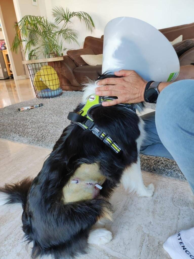 Un homme suspecté d'avoir tiré à la carabine à plomb sur le chien de ses voisins à Saint-Laurent-du-Var