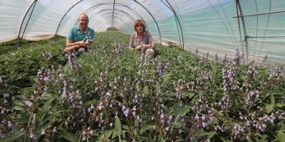 Dans la plaine du Var, Auda cultive des plantes à manger