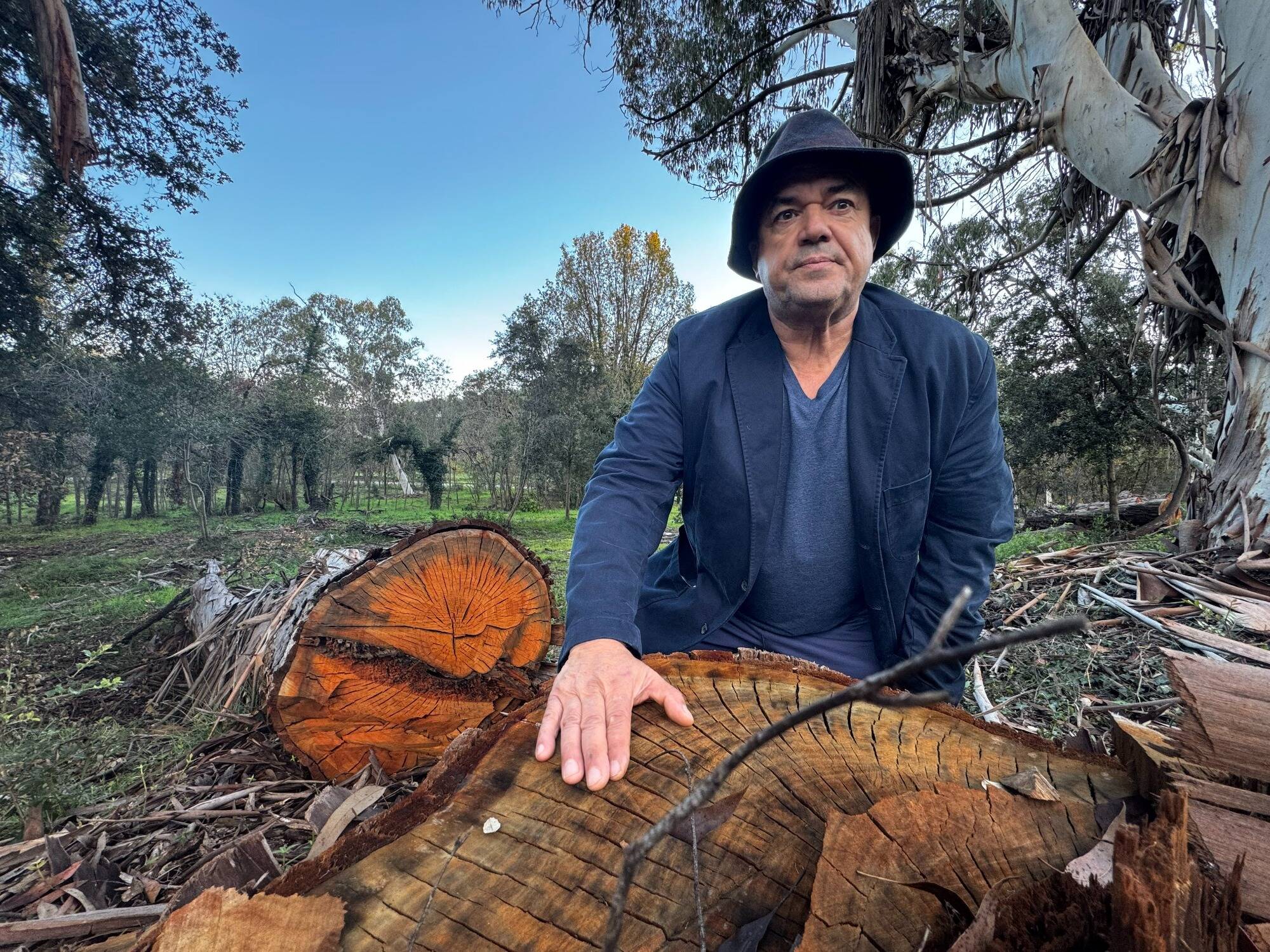 "Ces arbres, c'est nous qui les avons plantés": un fils de harki dénonce l'abattage de douze eucalyptus jugés malades par la mairie de Valbonne