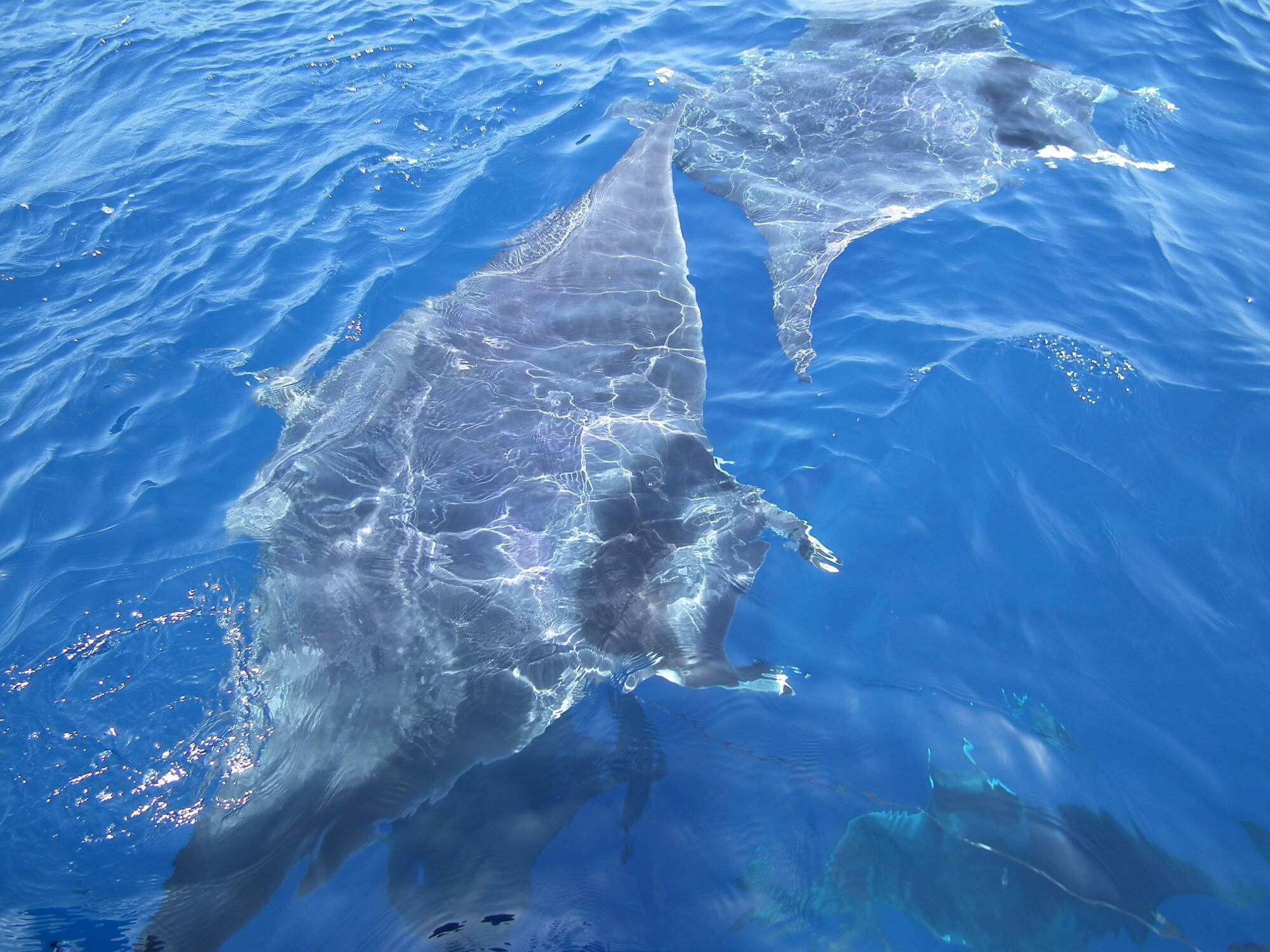 Les diables des mers font le bonheur des plaisanciers dans la rade de Toulon