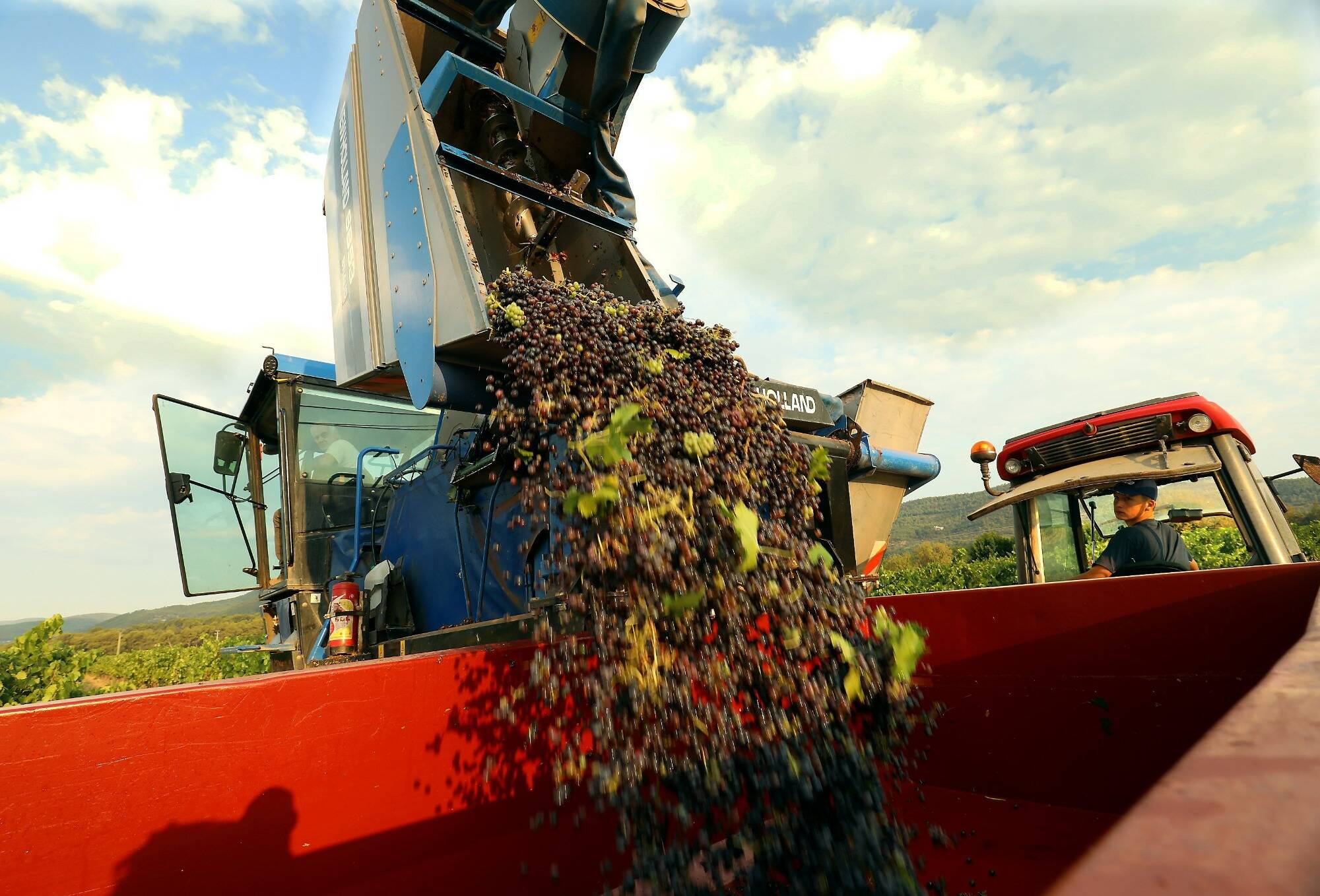 "C'est un record!": la campagne 2022 des vendanges est déjà lancée dans les Alpes-Maritimes et le Var