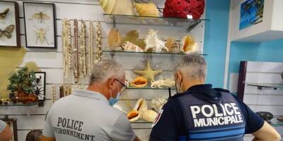 Une boutique à Toulon épinglée pour vente d'espèces protégées