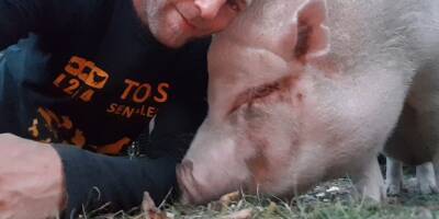 La belle histoire d'amitié entre Sébastien et son cochon Victor, sauvé de l'expérimentation animale