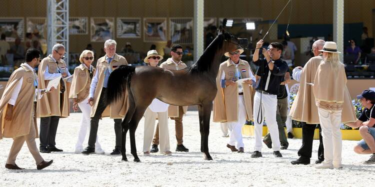 Les plus beaux et plus chers chevaux arabes sont à Cannes jusqu’à dimanche