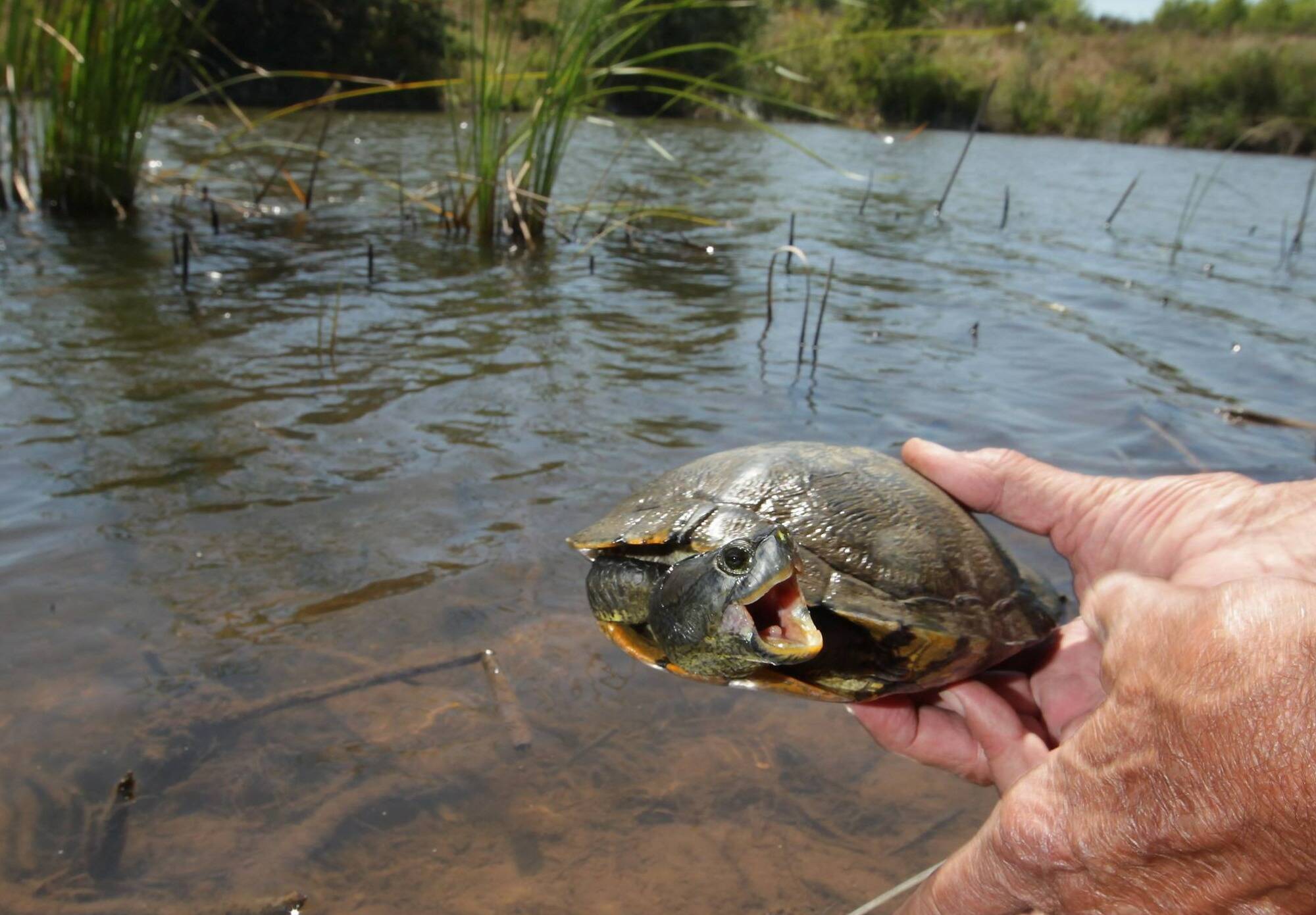 Une espèce de tortue unique en France: avant le début des travaux sur les berges de l'Argens dans le Var, des clôtures posées pour la protéger
